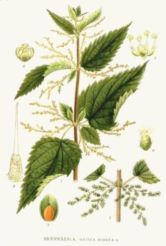 Nettle - Urtica dioica - крапива двудомная